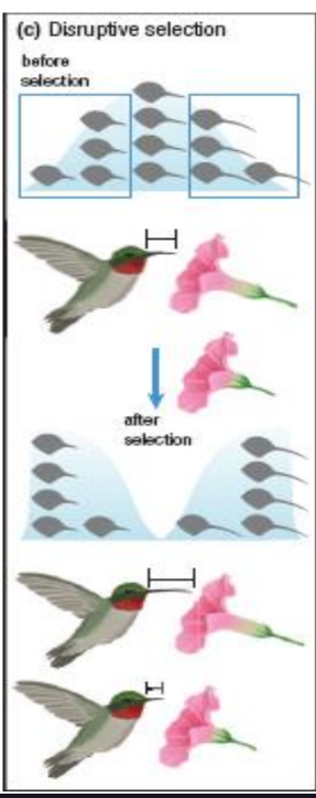 <p><u><strong>Opposite extremes</strong></u> are selected</p><p>Results in separate groups</p><p>May eventually <em>become isolated breeding populations with separate gene pools</em></p><p> e.g. Flowers of two different sizes may result in success for hummingbirds with two different beak lengths</p>