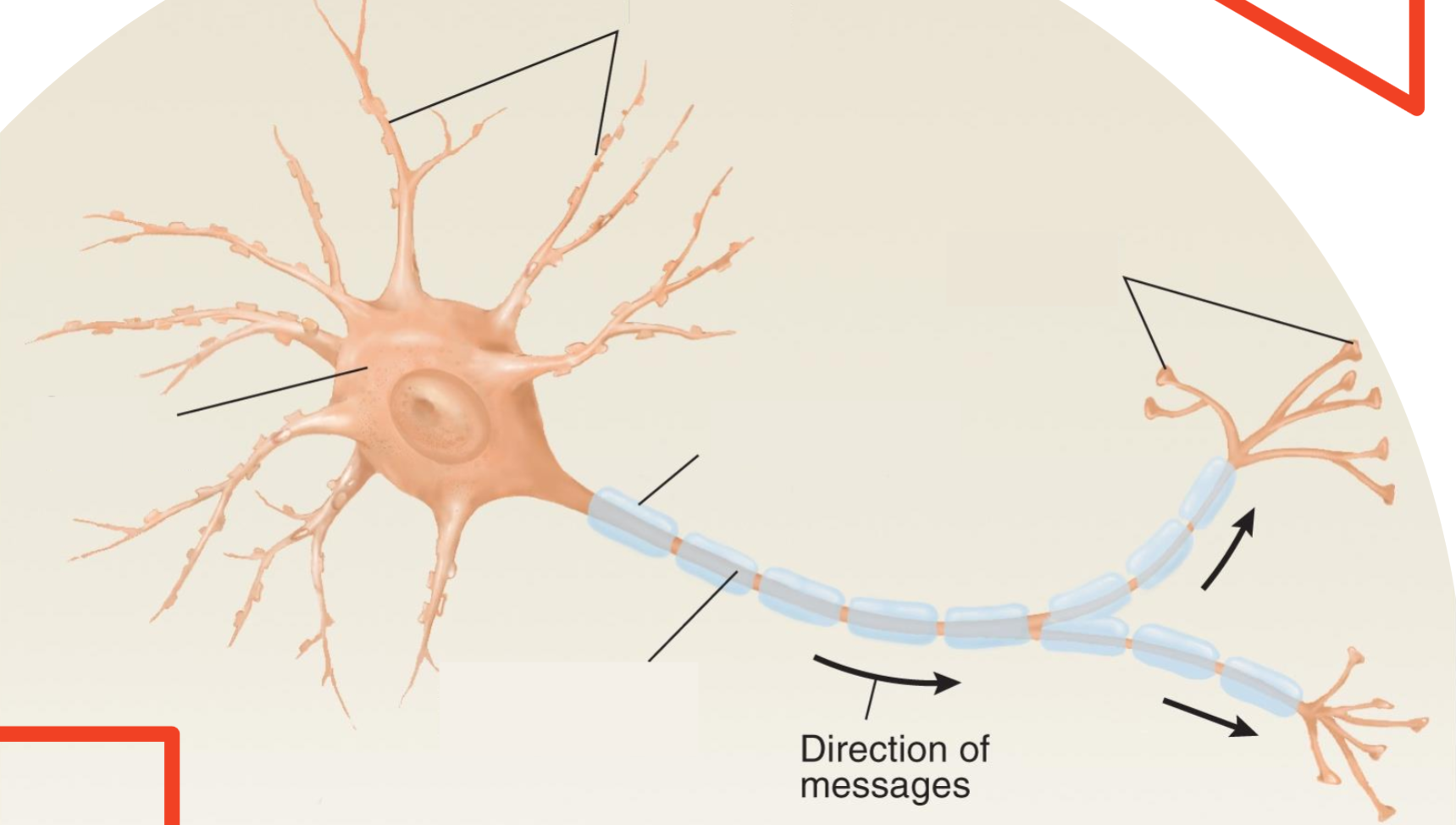 <p>List all the parts of the neuron</p>