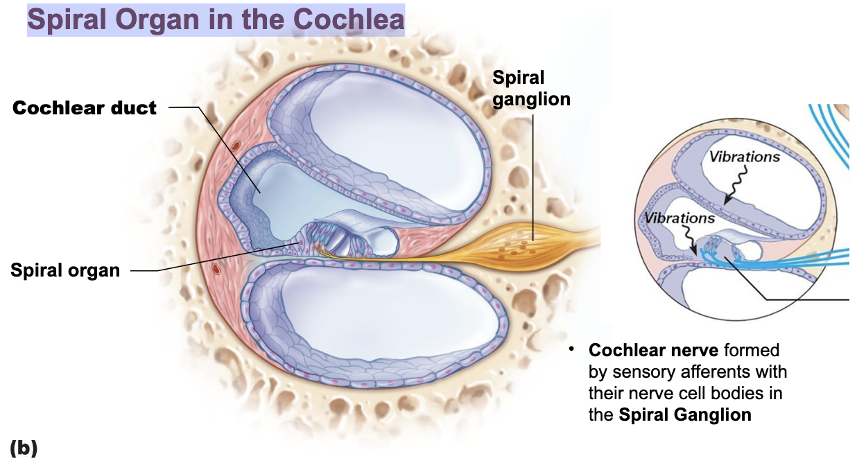 <p><span><span>Cochlear nerve formed by sensory afferents with their nerve cell bodies in the Spiral Ganglion</span></span></p>