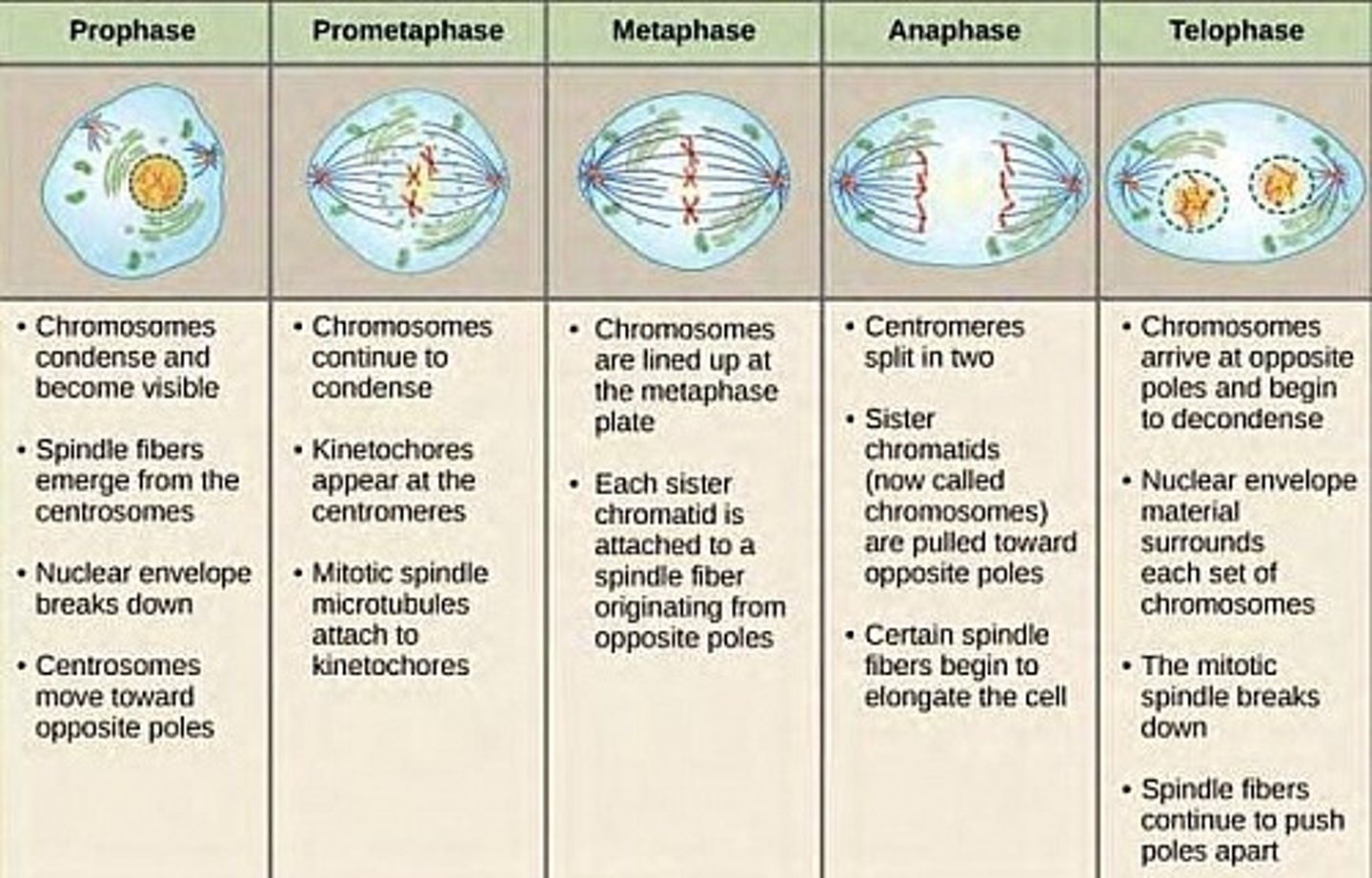 <p>(1) Prophase. The Chromosomes condense and begin lining up in the center of the cell.</p><p>(2) Metaphase. The Chromosomes are now aligned in the center of the cell, attached to the microtubules.</p><p>(3) Anaphase. The microtubules pull the chromosomes apart from each other to opposite poles of the cell.</p><p>(4) Telophase. The Chromosomes become enveloped by a new nuclear envelope and decondense.</p>