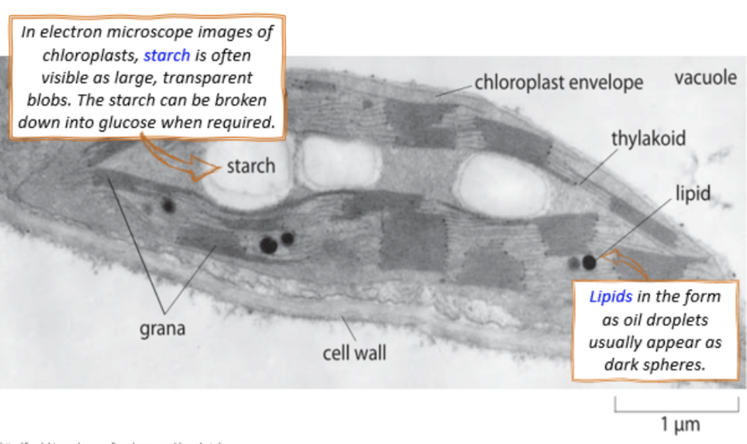 <p>oil droplets appearing as dark spheres</p>