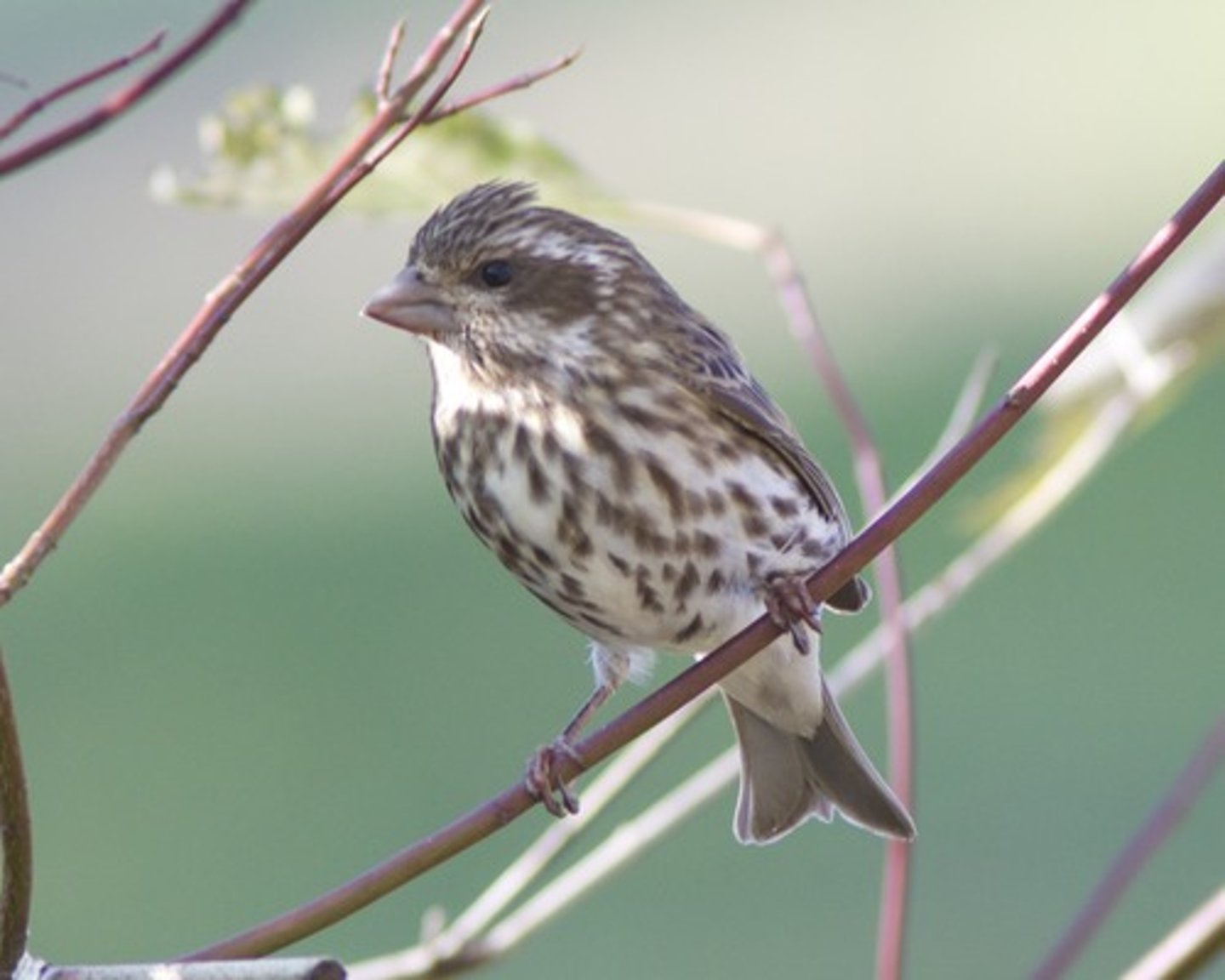 <p>Passeriformes Fringillidae</p>