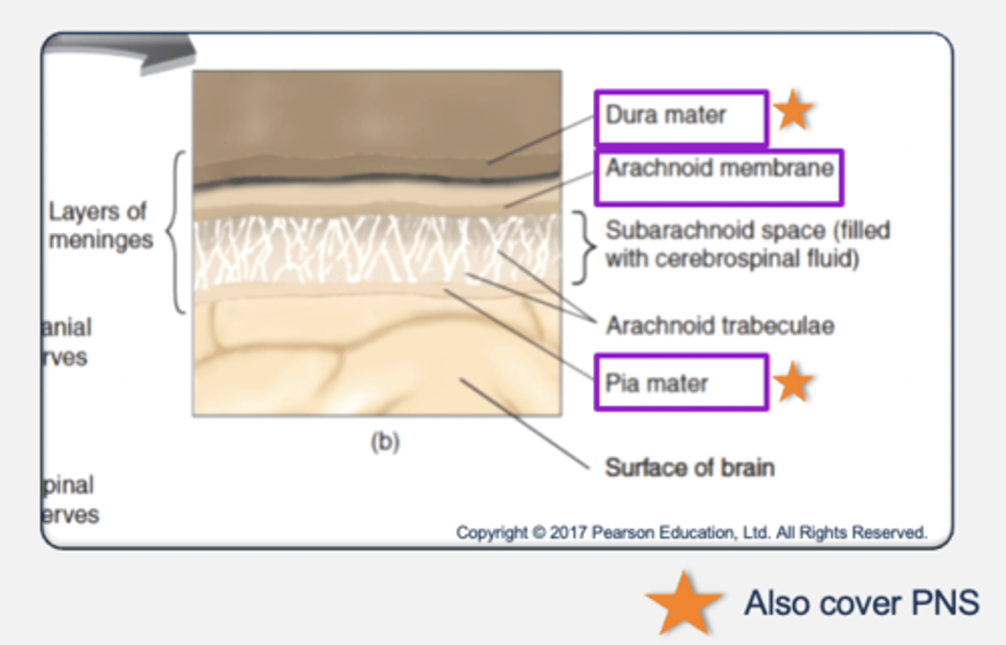 <p>Meninges: 3 layers of tissues that protect the CNS.</p><p>- Outer layer: dura mater (hard mother) → thick and rough.</p><p>- Middle layer: arachnoid membrane (spider-like).</p><p>- Inner layer: pia mater (tender mother) → covers the brain.</p><p>- Meningitis is an inflammation of the meninges resulting from viral or bacterial infection.</p><p>Cerebrospinal fluid (CSF):</p><p>- A clear liquid that fills the subarachnoid space.</p><p>- Functions as a shock absorber.</p>