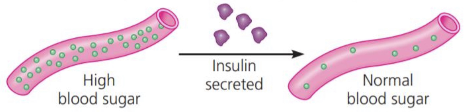 <p>Function: coordination of an organism’s activities Example: INSULIN, a hormone secreted by the pancreas, causes other tissues to take up glucose, thus regulating blood sugar concentration</p>