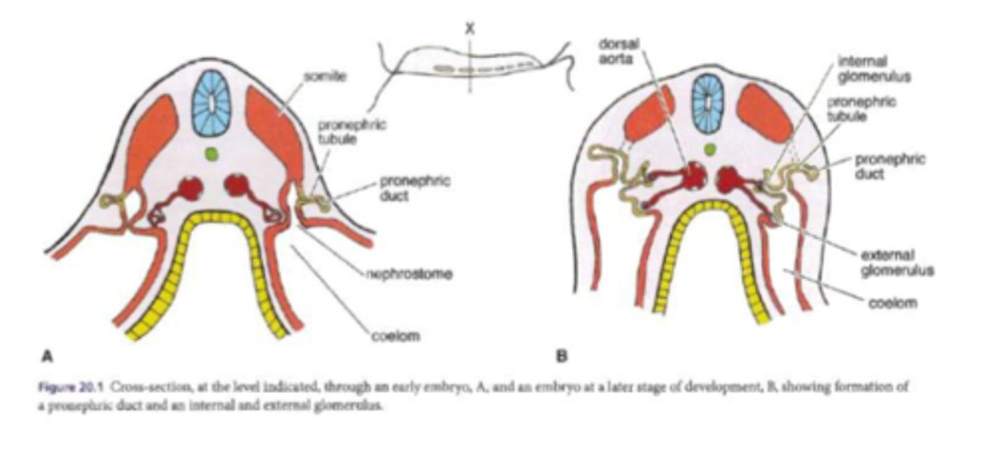<p>paired organ, with a giant nephron that processes blood filtrate produced from the glomeruli</p>