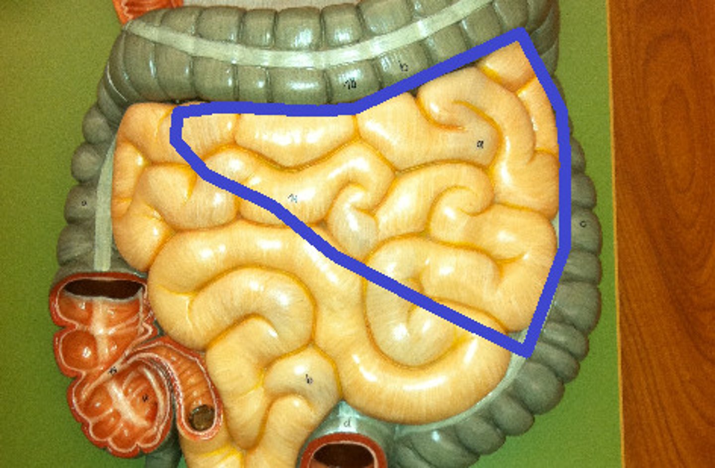 <p>- most of the jejunum lies in the upper left quadrant of the abdomen</p>
