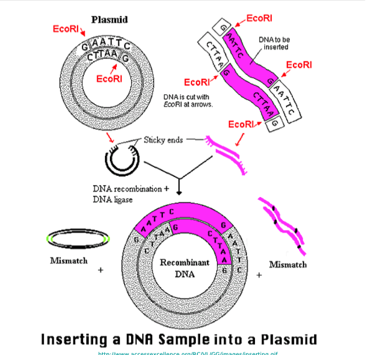 <p>Single Digest Plasmids</p>