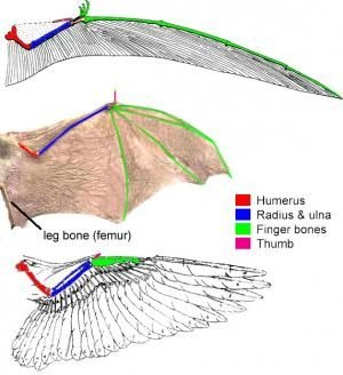 <p>1. pterosaurs</p><p>2. bats</p><p>3. birds</p>