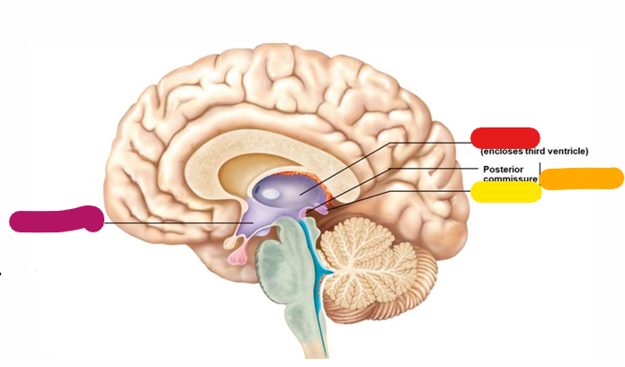 <p>Homeostasis and behavioral drives; forms the floor of the third ventricle; links the nervous and endocrine system; magenta</p>