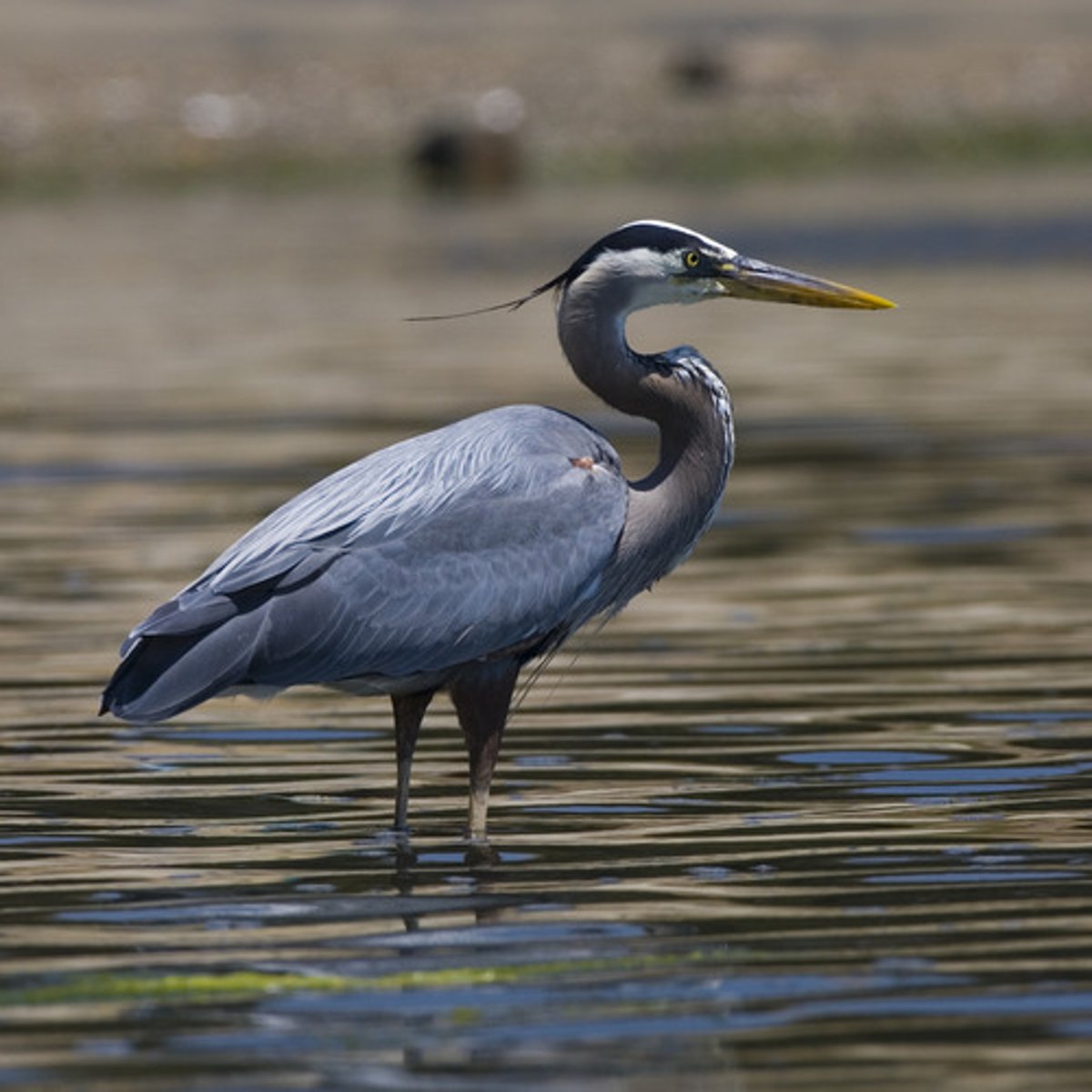 <p>DIET</p><p>- fish and small mammals</p><p>---------------------------</p><p>BEAK</p><p>- dagger-like </p><p>- long</p><p>- skyward</p><p>- yellow colored</p><p>---------------------------</p><p>FOOT MORPHOLOGY</p><p>- Webbed</p>