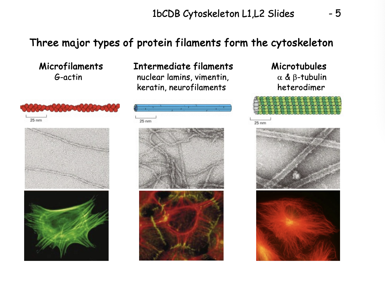 <ol><li><p>Microfilaments (MFs)</p><ul><li><p>G actin</p></li><li><p>7nm</p></li></ul></li><li><p>Intermediate filaments (IFs) </p><ul><li><p>Repetitive subunits of different proteins</p><ul><li><p>neulcear lamins, vimentin, keratin, neurofilaments</p></li></ul></li><li><p>10nm</p></li></ul></li><li><p>Microtubules (MTs)</p><ul><li><p>Alpha and beta tubulin heterodimer</p></li><li><p>makes walls and hollow cylinder</p></li><li><p>25nm</p></li></ul></li></ol><p></p>