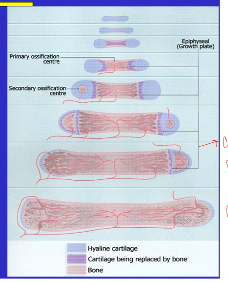 <ul><li><p>bone formation </p></li><li><p>bones built on a cartilage model </p></li><li><p>axial growth continues until closure of epiphyseal plate </p></li><li><p>flat bones tho are via intramembranous ossification that may continue throughout life </p></li></ul><p></p>