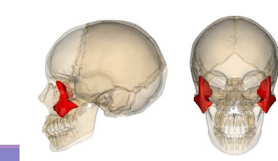 <p>Also known as the cheekbone, it forms the prominence of the cheek and articulates with the temporal, frontal, and maxillary bones.</p>