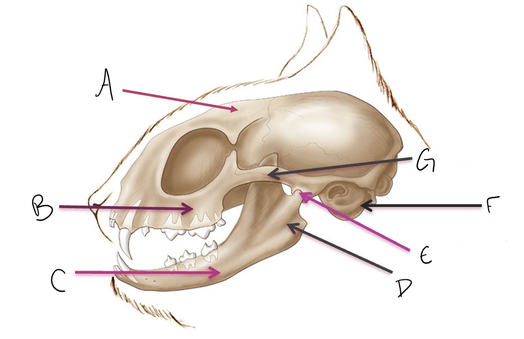 <p>A</p>