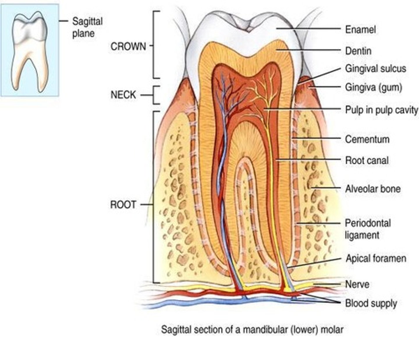 <p>Hardest substance in the body covering the crown.</p>