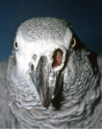<p>Explain the metaplasia caused by vitamin A deficiency in parrots</p>