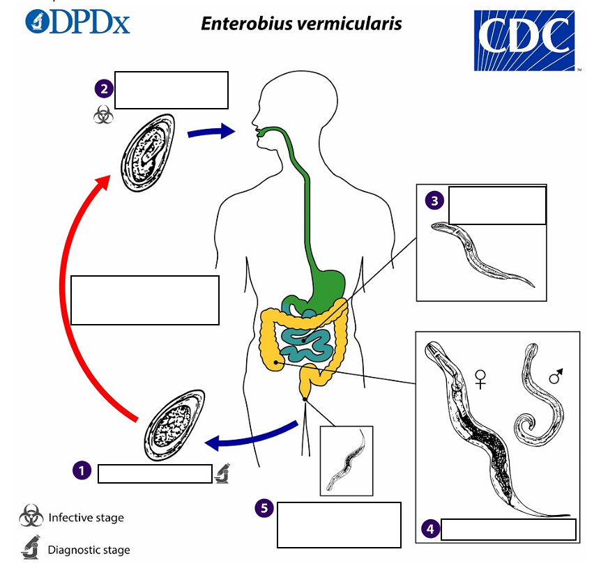 <p>(2) Infective Stage</p>