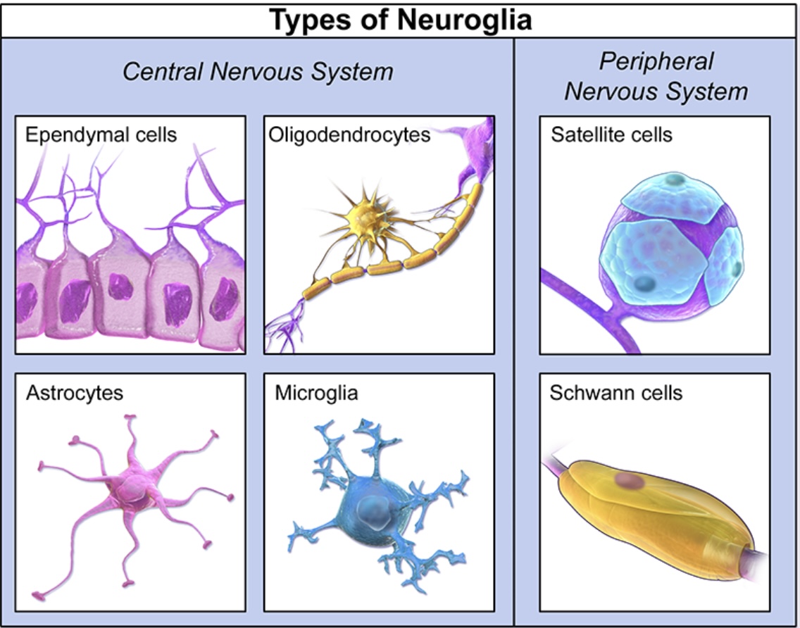 <p>which glia: line internal cavities of brain and spinal cord and contribute to formation of cerebrospinal spinal fluid, have cilia to aid in CSF flow throughout the four brain ventricles, and are neural stem cells either potential to form new neurons and glial cells?</p>