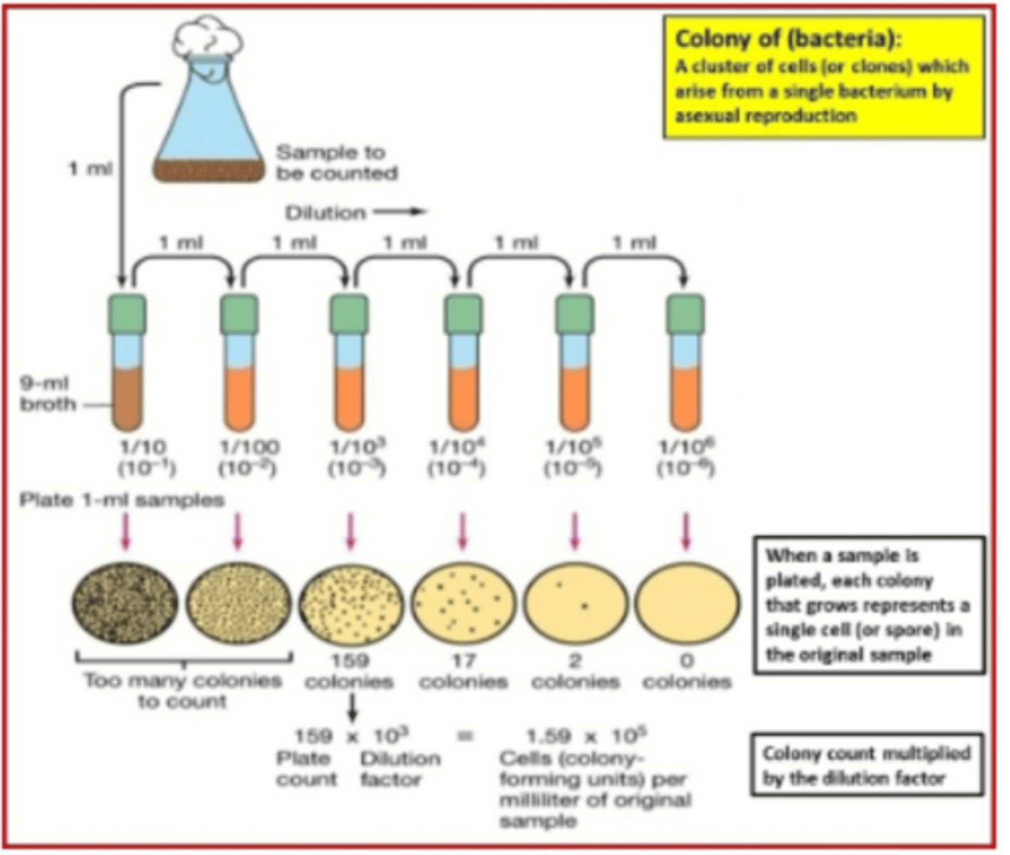 <p>plate count x dilution factor</p>