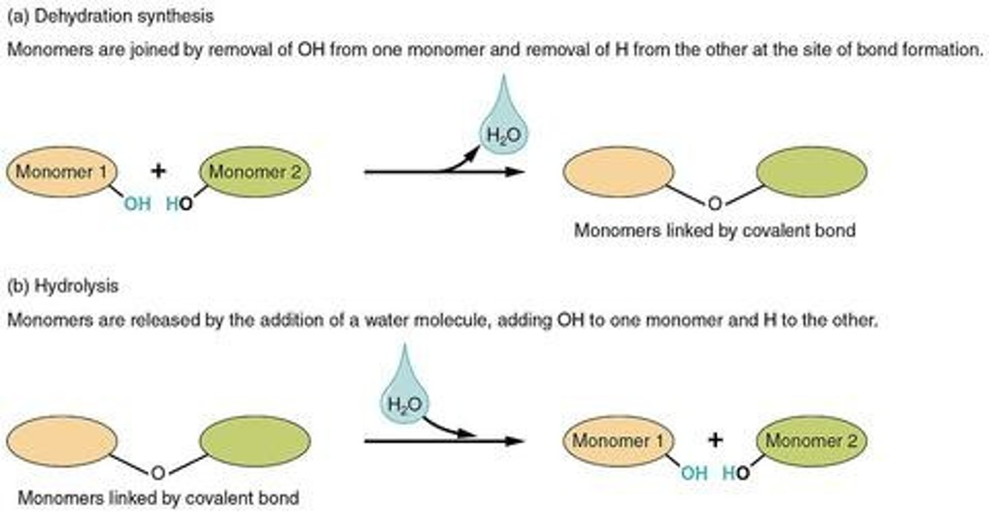 <p>The joining of two smaller monomer units to form a chemical bond with the release of water.</p>