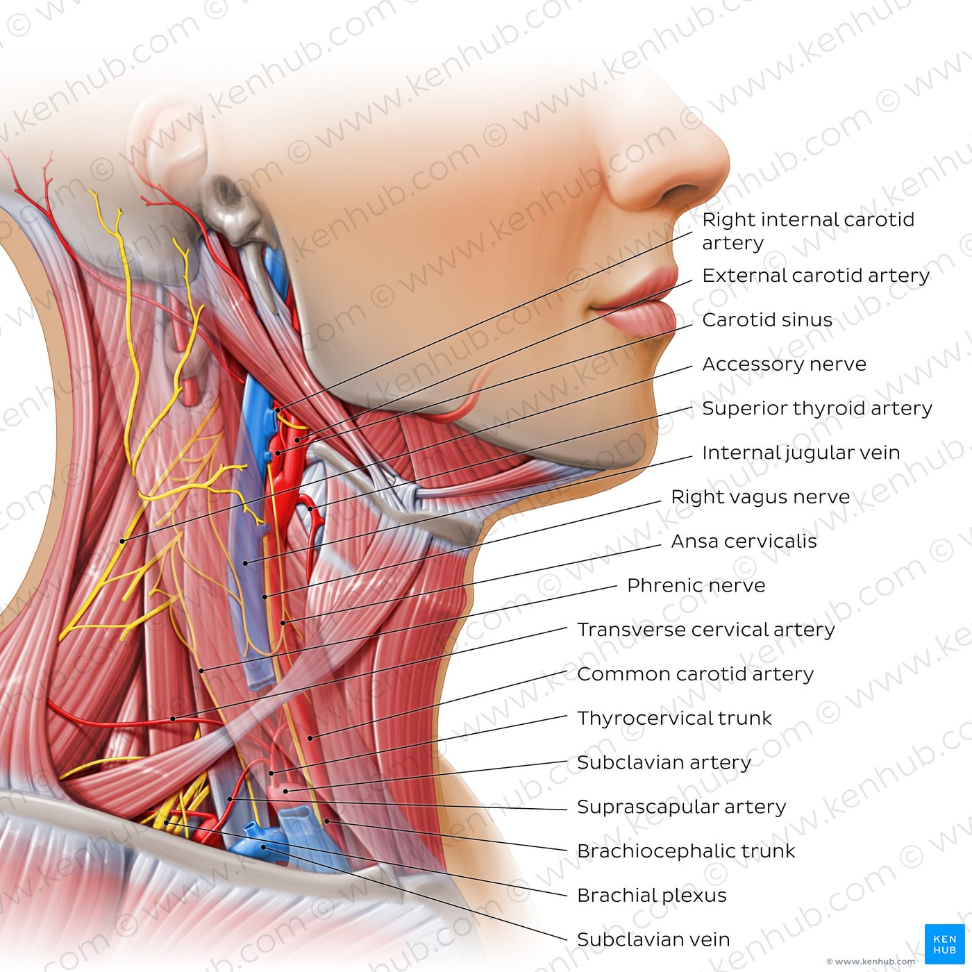<p>neck</p>