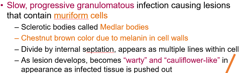 <p>A <strong>slow, progressive granulomatous</strong> infection that produces <strong>muriform cells</strong> (also called <strong>Medlar bodies</strong> or <strong>sclerotic bodies</strong>).</p>