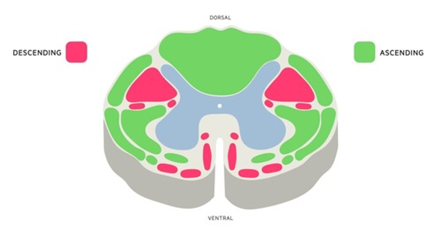 <p>Sensory tract that delivers information to the brain.</p>