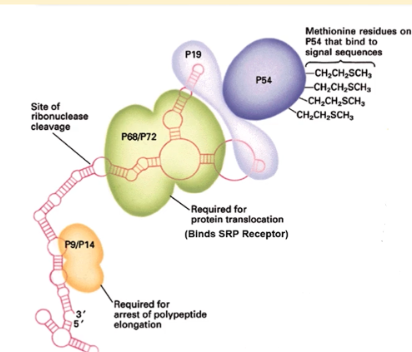 <p>binds to the A site of of ribosome during SRP binding and arrests polypeptide elongation (critical for translation arrest)</p>
