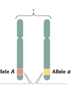 <p>What are these called? </p>