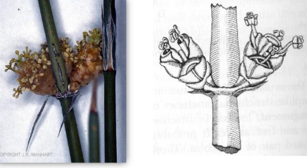 <p>identify the structure</p>