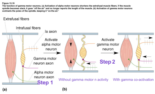 <p>Co-activation of gamma motor neurons</p>