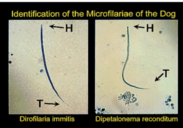 <p>Differences between morphology of D.immitis and A.reconditum </p>