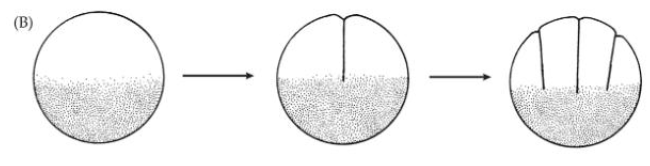 <p>Cleavage planes do not pass completely through the cell, blastomeres are not separate</p><ul><li><p>Strongly telolecithal</p></li></ul><p></p>