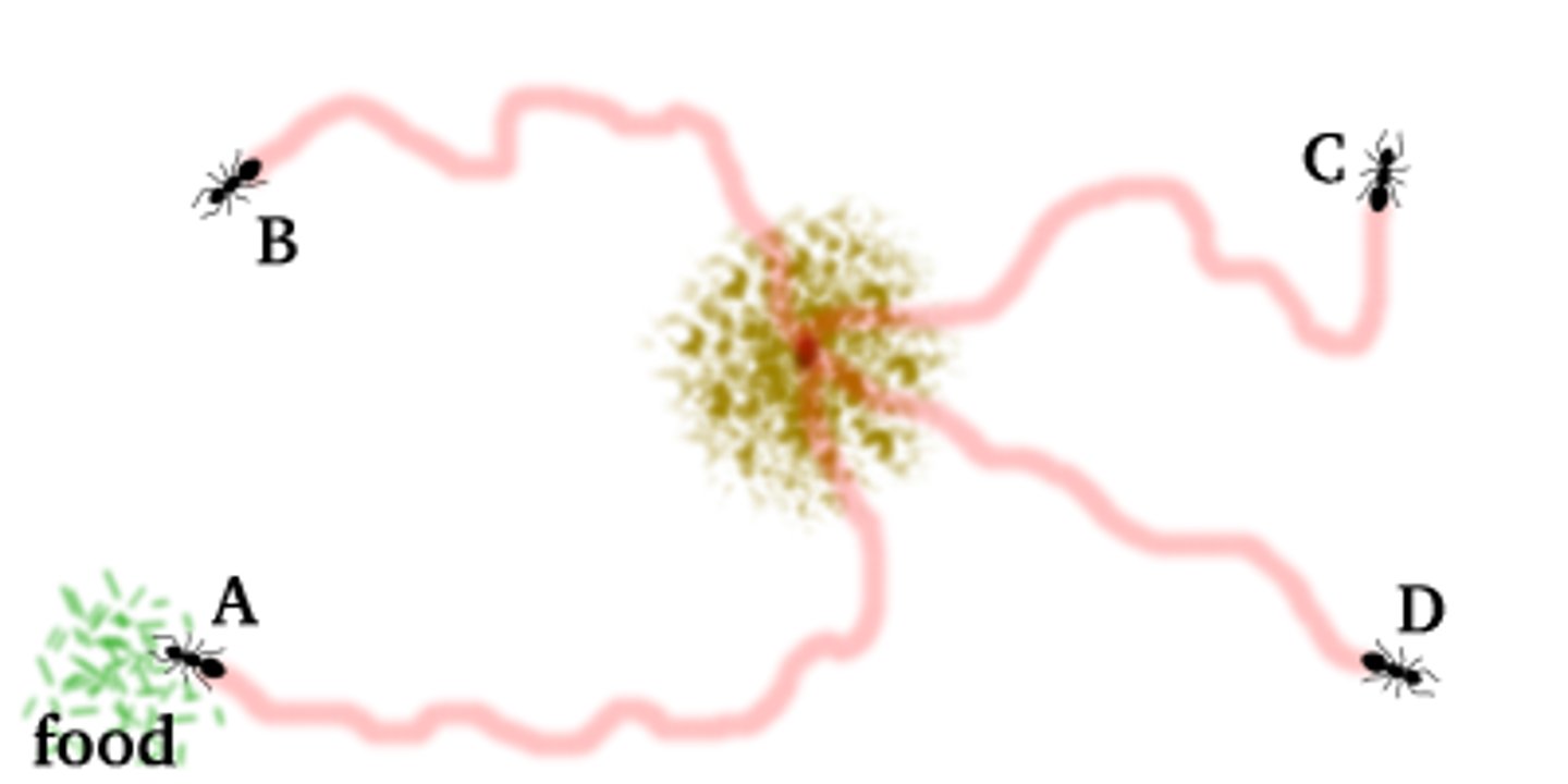 <p>(B) Pheromone</p><p>This scent signal is called a pheromone and is a type of chemical communication in animals.</p>