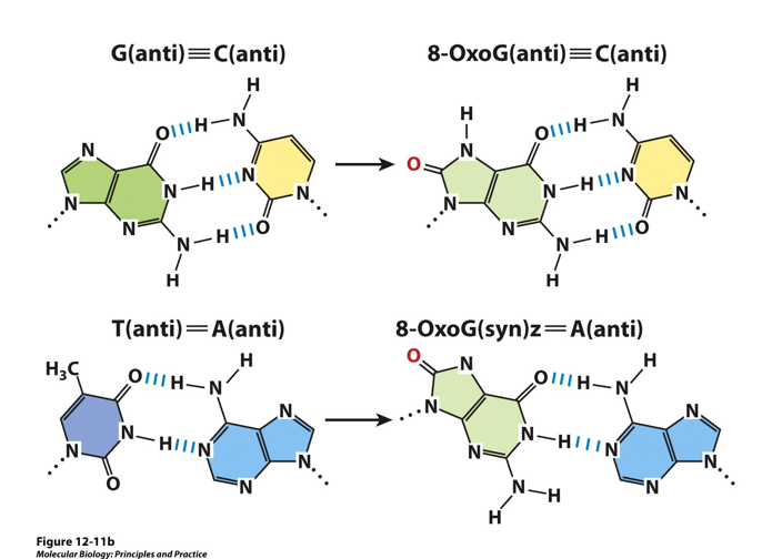 <p>Oxidation: All of the bases can be modified by_________. Oxidation of guanine to produce_________is particularly mutagenic. Most of nucleotides in anti-configuration —&gt; preferred for steric reasons; everything out of way of everything else (Favored for normal guanine)</p>