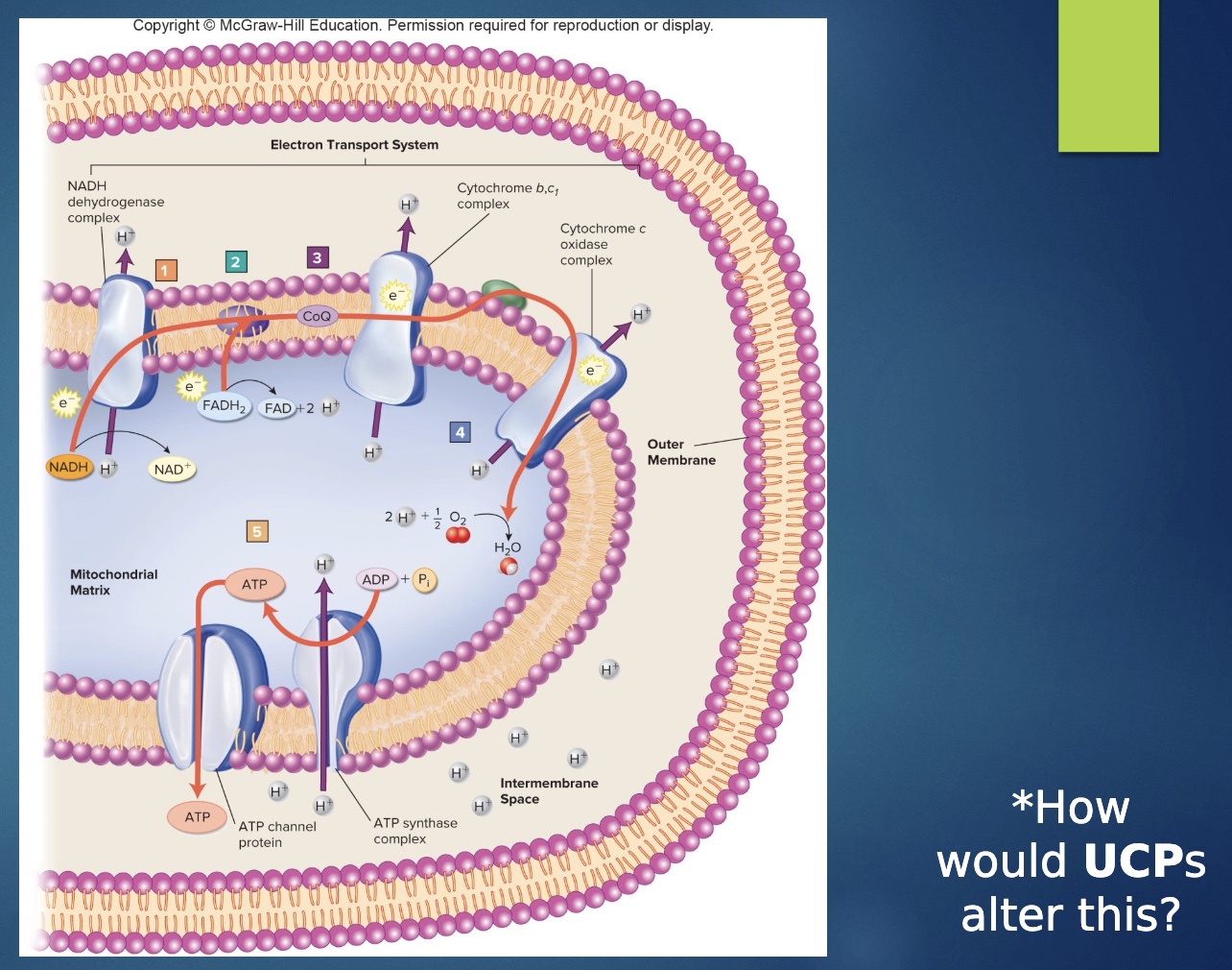 <p>-uncouple oxidation and phosphorylation so less efficent</p><p>*2nd doesn’t happen even though first did</p><p>-make proton slides so metabolism has to increase</p><ul><li><p>ex- if same # slides and ATPase: make ½ ATP, thus metabolism doubles in rate to make the same amount of ATP</p></li></ul><p>-we all have UCP; brown fat burned to make heat</p><p>-pill as weight loss tool, but not complete (=cynainde!)</p>