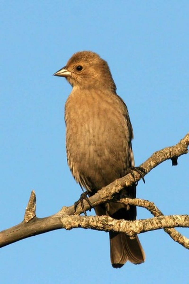 <p>bird</p>