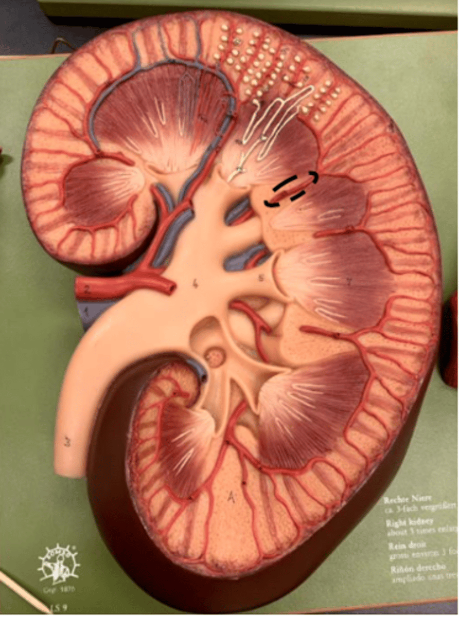 <p>between pyramids</p><p>edit labeled above A</p><p></p>