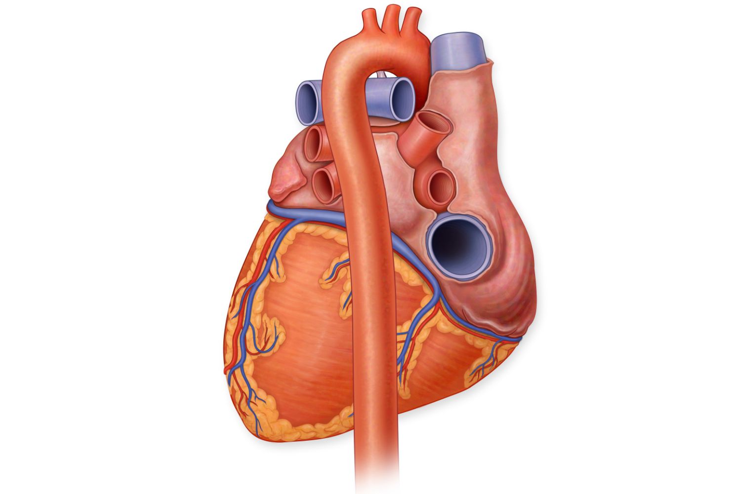 <p>what is the long structure</p>