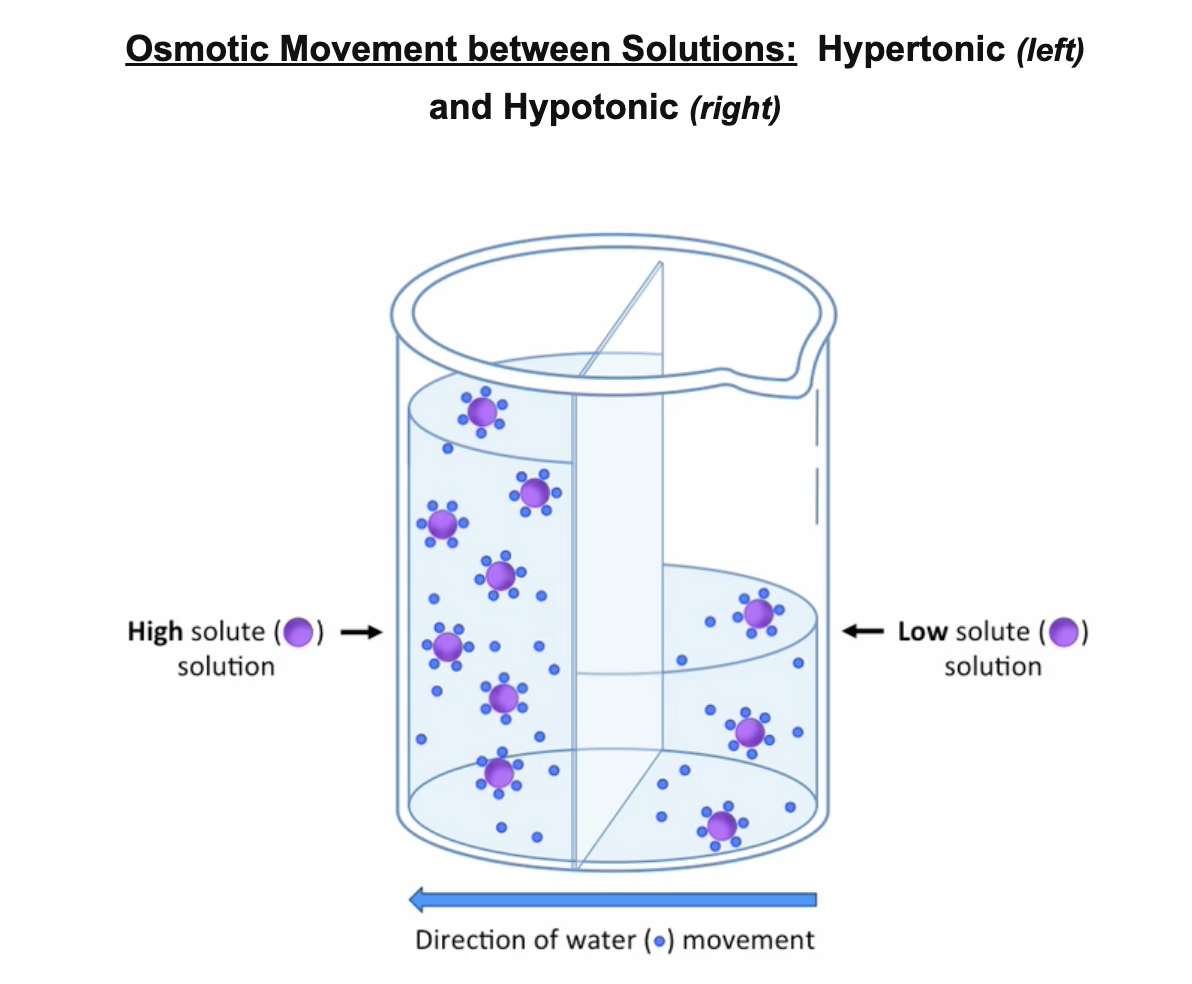 <p><strong>Osmolarity - </strong>measure of <em>solute concentration</em>, as defined by the number of osmoles of a solute per litre of solution (osmol / L)</p><p><u>Categories</u></p><ul><li><p>Solutions with relatively <em>higher</em> osmolarity are categorised as <strong>hypertonic</strong></p><ul><li><p>high solute concentration <span>⇒ gains water</span></p></li></ul></li><li><p><span>Solutions with a relatively </span><em><span>lower</span></em><span> osmolarity are categorised as </span><strong><span>hypotonic</span></strong></p><ul><li><p><span>low solute concentration&nbsp;⇒&nbsp;loses water</span></p></li></ul></li><li><p><span>Solutions that have the </span><em><span>same</span></em><span> osmolarity are categorised as isotonic</span></p><ul><li><p><span>same solute concentration&nbsp;⇒&nbsp;no net water flow</span></p></li></ul></li></ul>