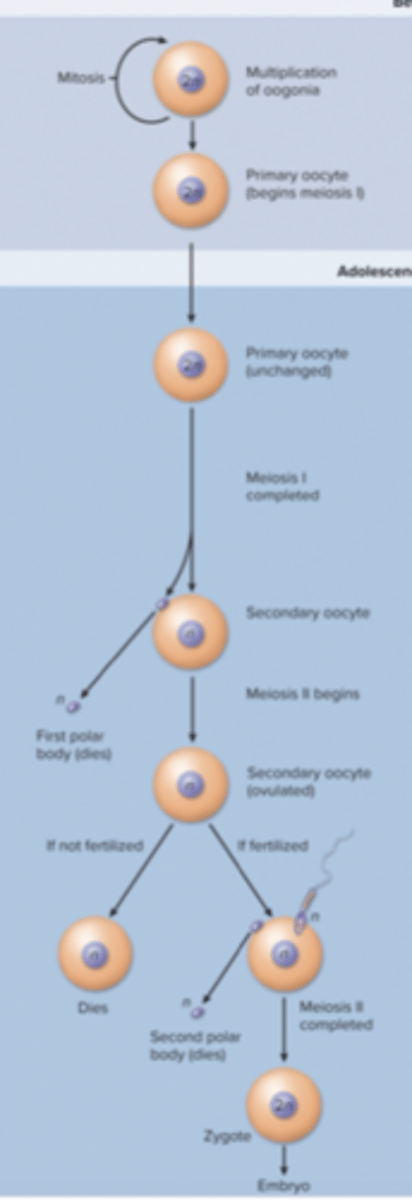 <p>-light blue = before birth</p><p>-dark blue = adolescence to menopause</p>