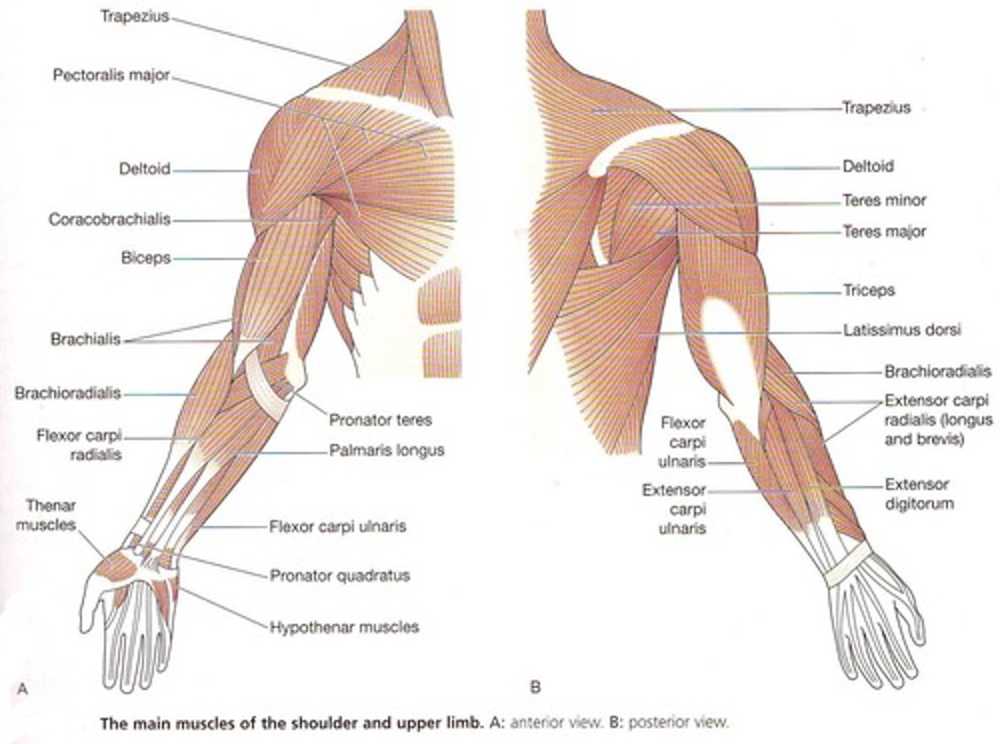 <p>Insert on and move the humerus; originate from scapula or axial skeleton; perform flexion, extension, and adduction</p>