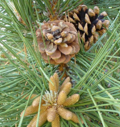 <ul><li><p>megastrobilus produces megagametophyte</p></li><li><p>microstrobilus/pollen cone produces microgametophyte</p></li></ul><p></p>