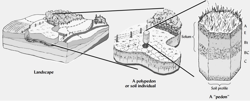 <p><strong>define a pedon and explain why it is necessary.</strong></p>