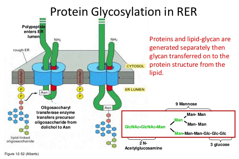 begins during **ER import**

* __oligosaccharyl transferase__: transfers the same pre-built sugar to certain **Asn residues** of the protein
* One of the branches on the oligasaccharide has **three glucoses** on the end