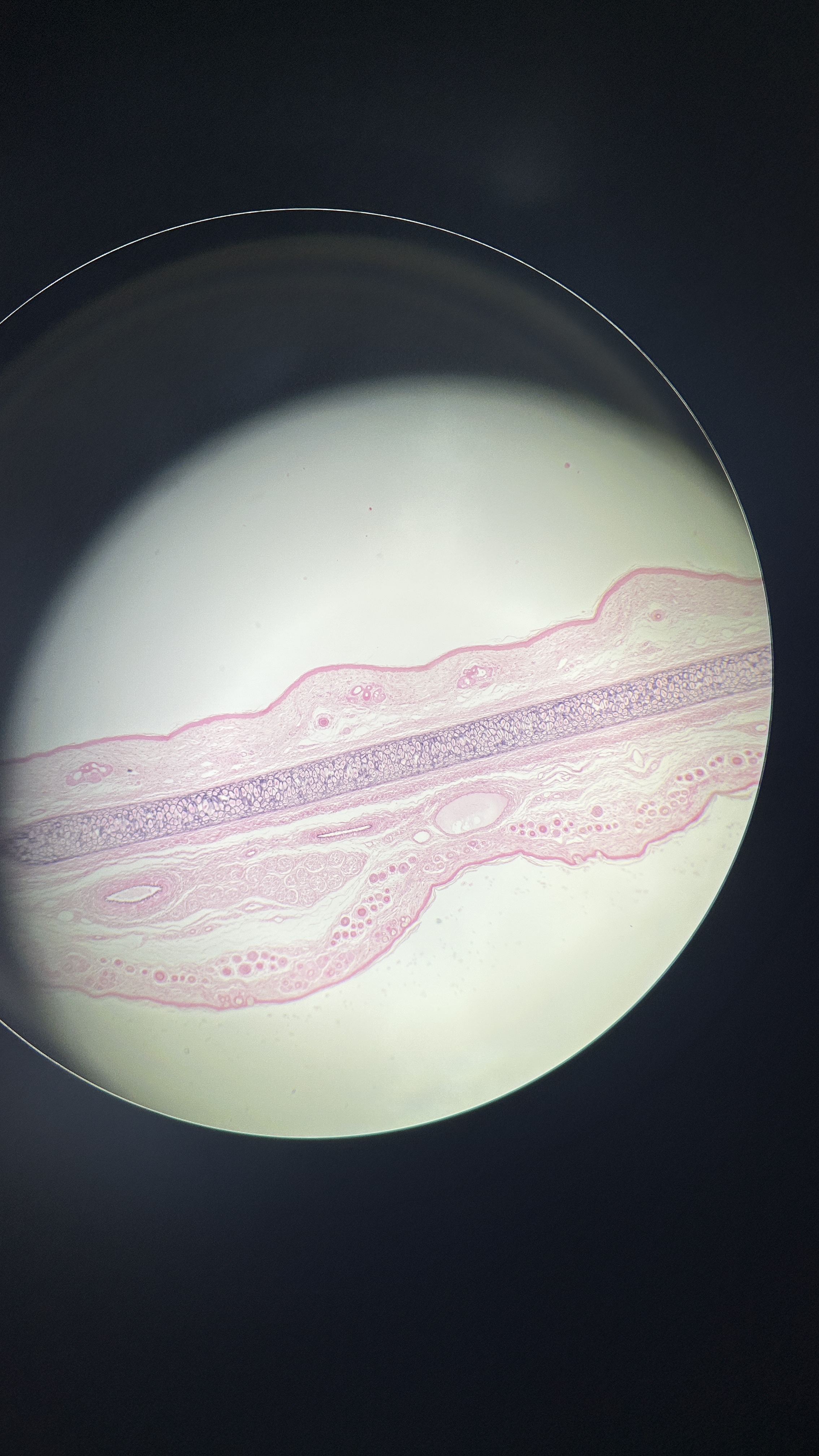 <p>What is the magnification level of the Elastic Cartilage?</p>