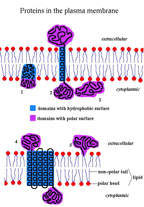 <p><strong><span>Transmembrane proteins</span></strong></p>