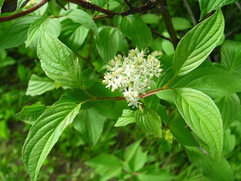 <p><em>Cornus sericea</em></p>