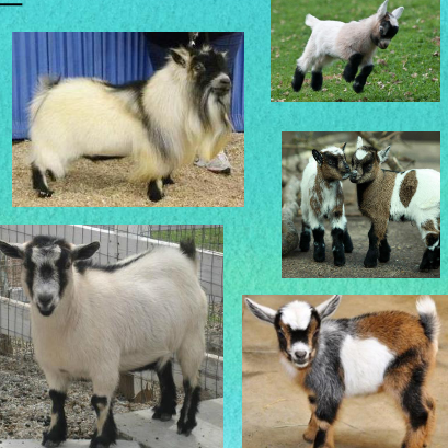 <p>what breed is this</p>