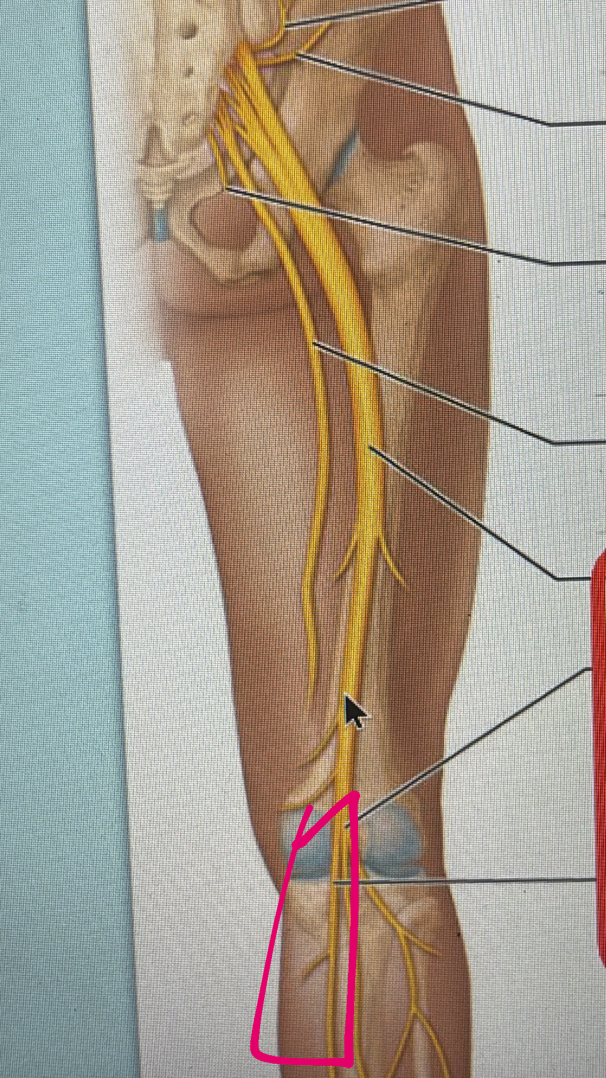 <p>motor to hamstring and plantar foot </p><p>sensory to knee joint ankle joint and skin of posterior lateral leg, and skin on plantar</p>